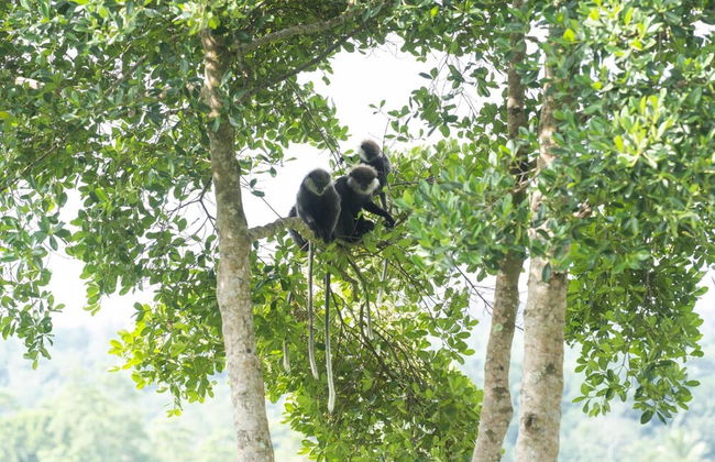 08 Acre Private Tea Estate Close To Galle - Foto 40
