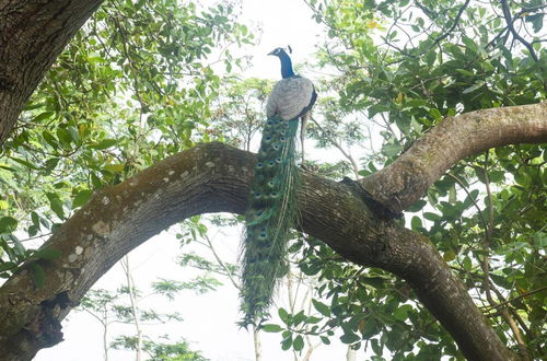 Photo 39 - 08 Acre Private Tea Estate Close To Galle