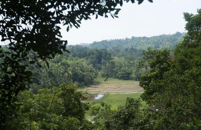 08 Acre Private Tea Estate Close To Galle - Foto 33