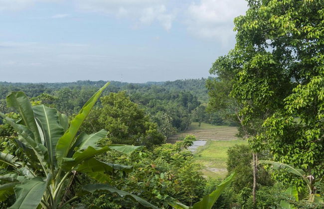08 Acre Private Tea Estate Close To Galle - Foto 35