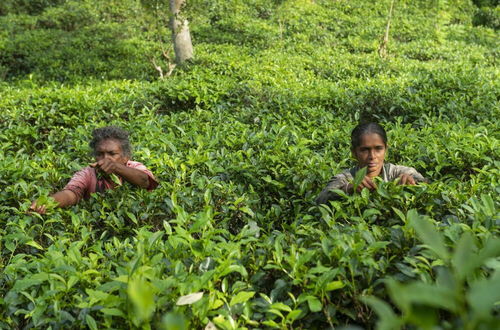 Photo 37 - 08 Acre Private Tea Estate Close To Galle