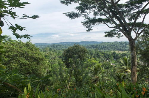 Photo 34 - 08 Acre Private Tea Estate Close To Galle