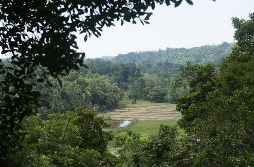 Photo 33 - 08 Acre Private Tea Estate Close To Galle