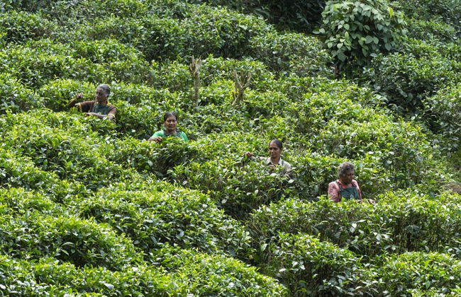 08 Acre Private Tea Estate Close To Galle - Foto 36