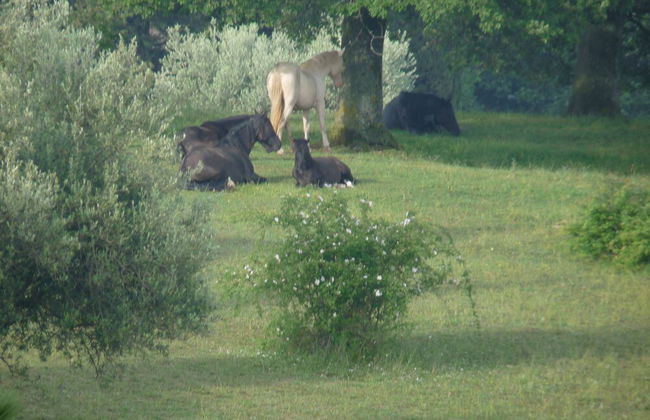 Castello di Giomici - Photo 41