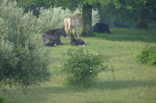 Photo 41 - Castello di Giomici