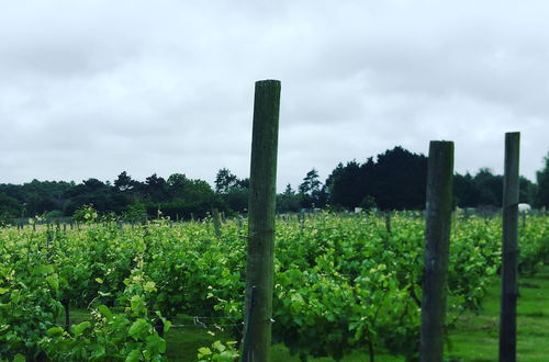 Photo 19 - Come & Stay on a Real Norfolk Vineyard