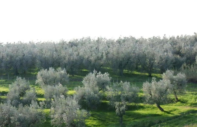 Farmhouse in Vinci's Time Capsule - Foto 29