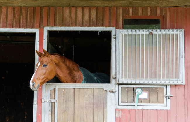 Gemutliche Unterkunfte auf dem Reiterhof in Eschede - Foto 66