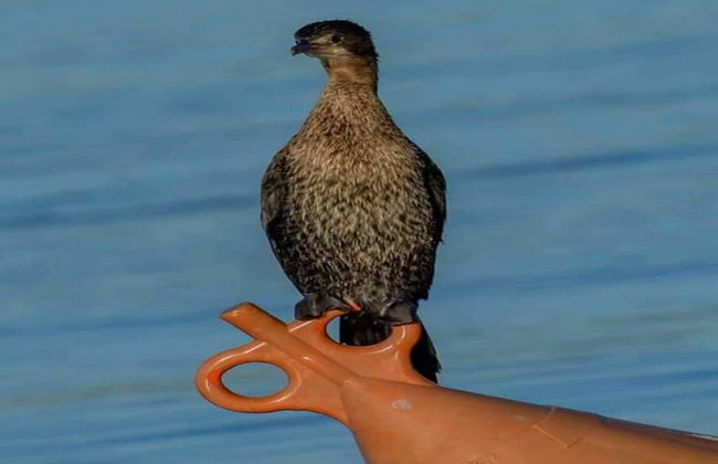 Apartment Marijana - Foto 37