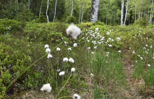 Attractive Apartment in Haidmuhle - Photo 16