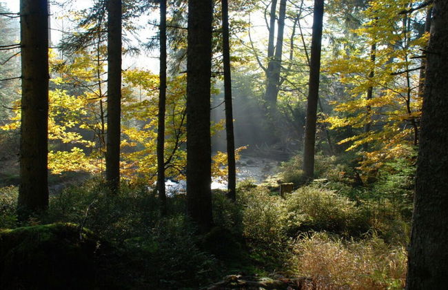 Attractive Apartment in Haidmuhle - Photo 12