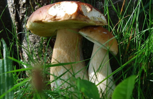 Attractive Apartment in Haidmuhle - Photo 11