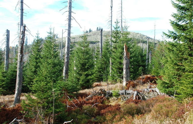 Attractive Apartment in Haidmuhle - Photo 15