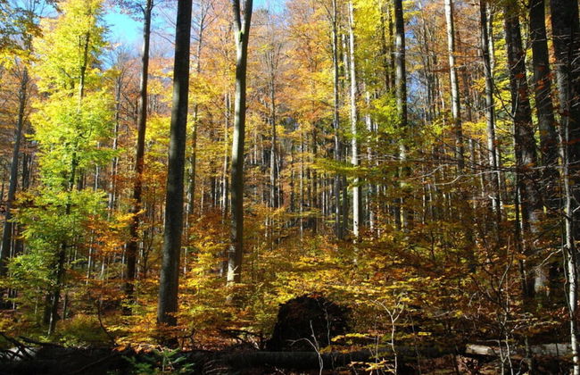 Attractive Apartment in Haidmuhle - Photo 5