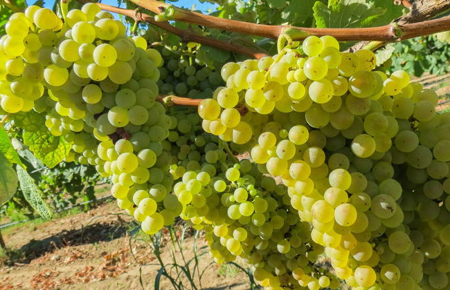 Casa Lata - Wine & Tourism - Foto 60