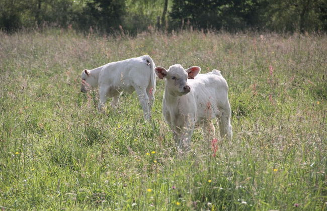 Sarl Logis du Grand Pin - Foto 75