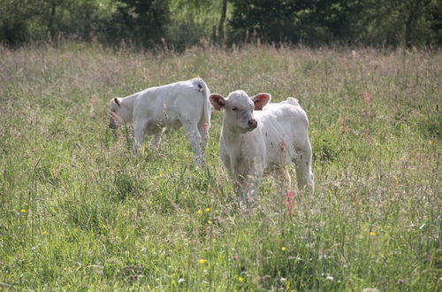 Photo 75 - Sarl Logis du Grand Pin