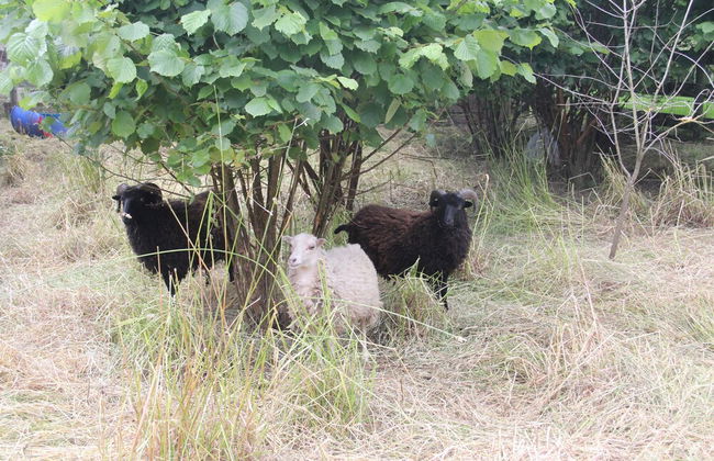 Sarl Logis du Grand Pin - Foto 72