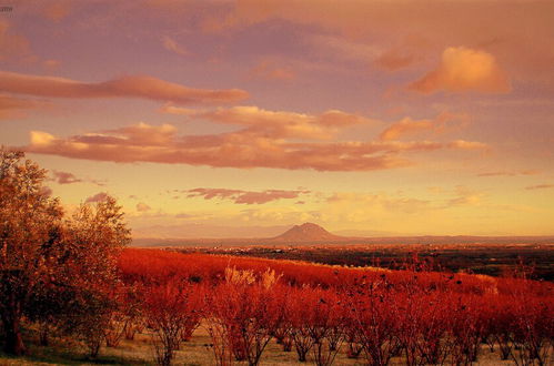 Photo 32 - Il Maremmano