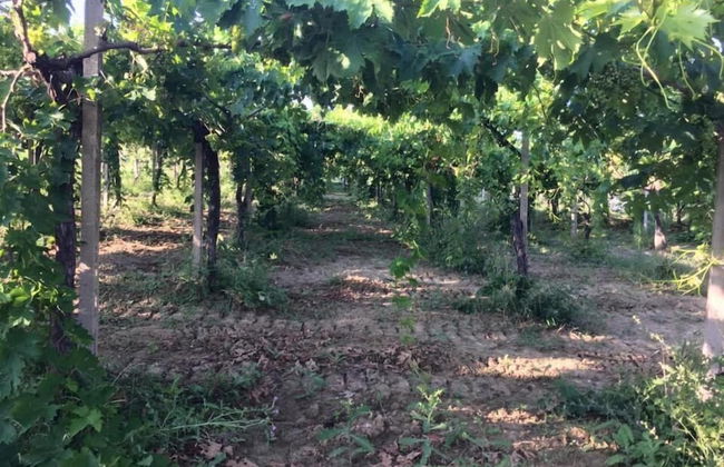 B&B Azienda Perconti - Foto 34