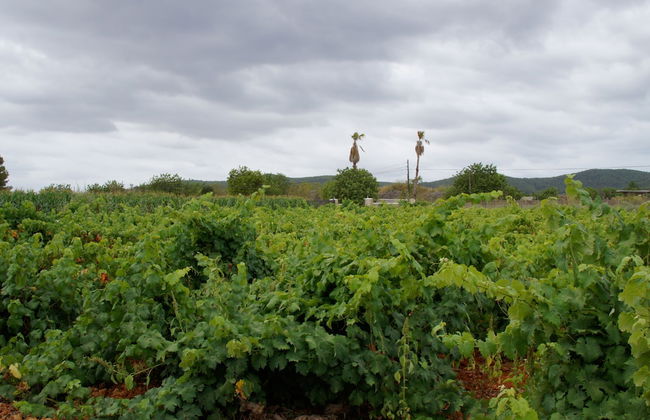 Agroturismo Sa Vinya d'en Palerm - Foto 33