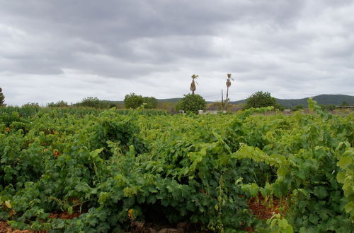 Photo 33 - Agroturismo Sa Vinya d'en Palerm