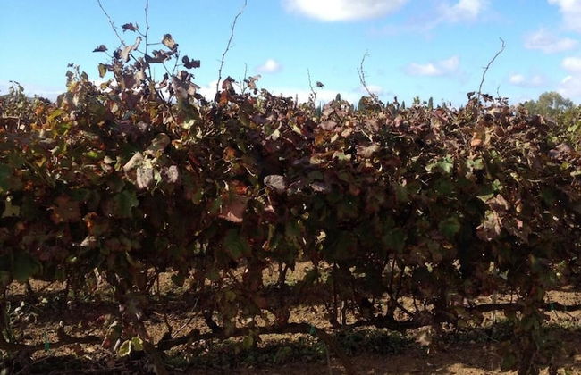 Masseria San Polo - Foto 36