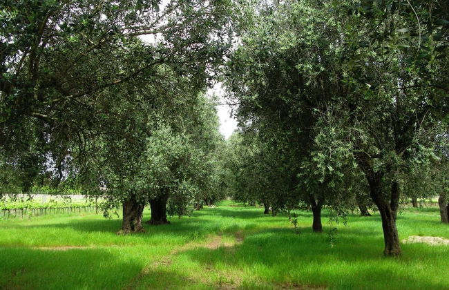 Masseria San Polo - Foto 39