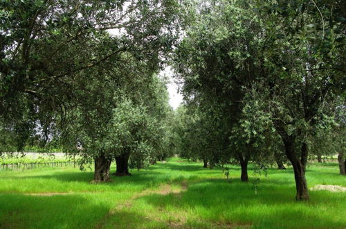 Photo 38 - Masseria San Polo