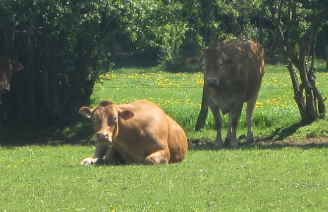 Peaceful Retreat in Ferrieres - Foto 39