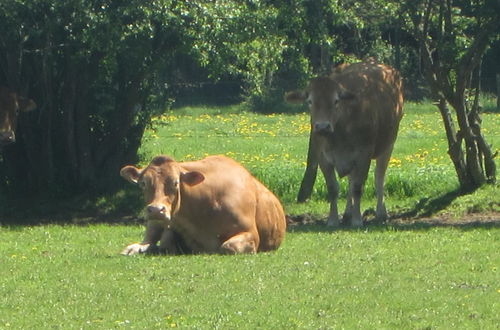 Photo 18 - Delightful Holiday Home With Meadow View