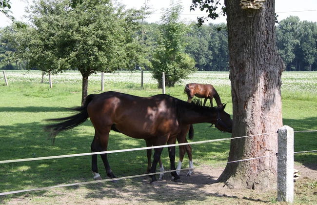 Ferienhof Fenzl - Foto 9