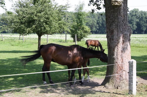 Photo 9 - Ferienhof Fenzl