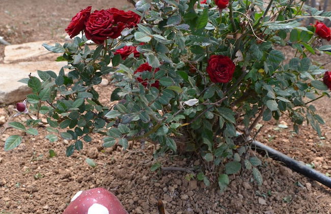 Villa Elena - Foto 40