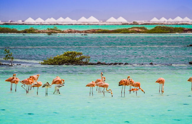 BnBBonaire - Photo 75