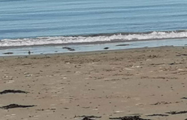 Snowdonia Sunbeach Holiday Sea and Mountain View - Foto 43