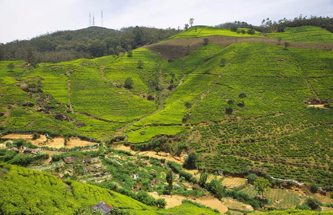 Hillsborough Cottage Nuwara Eliya - Foto 28