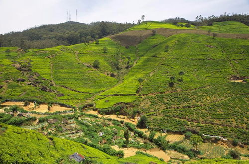 Photo 28 - Hillsborough Cottage Nuwara Eliya