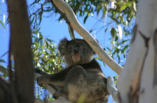 Photo 27 - Levi Adelaide Holiday Park