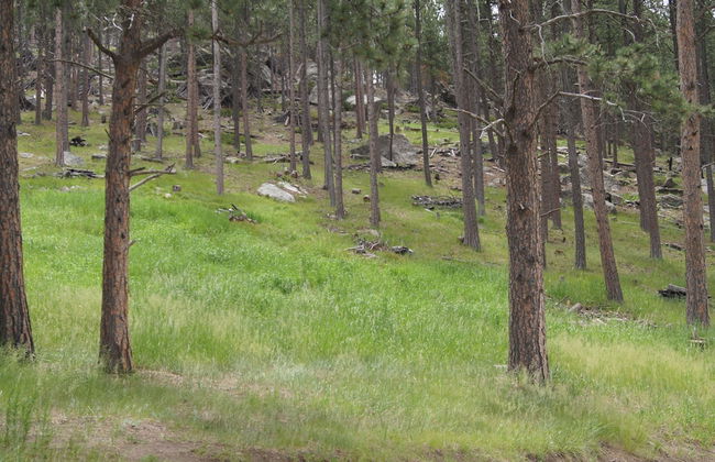 Elk Haven Vacation Cabins - Foto 40