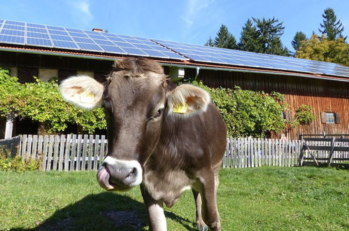 Photo 12 - Spacious, Inviting Apartment Near Fussen in the Allgau Region in Bavaria