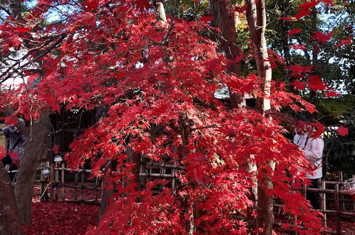 Photo 43 - Kiyomizu House