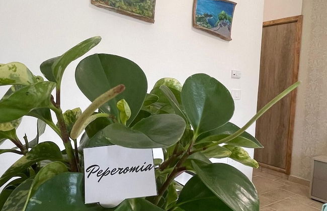 GREENLOVE - Foto 14