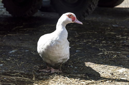 Photo 22 - Ashgrove Farm - Llawhaden - Narberth