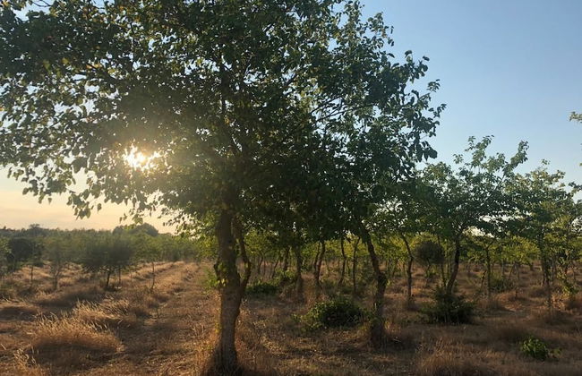 Antica Masseria Jorche - Foto 31