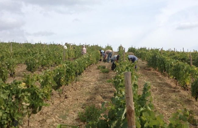 Quinta da Pereira - Foto 18