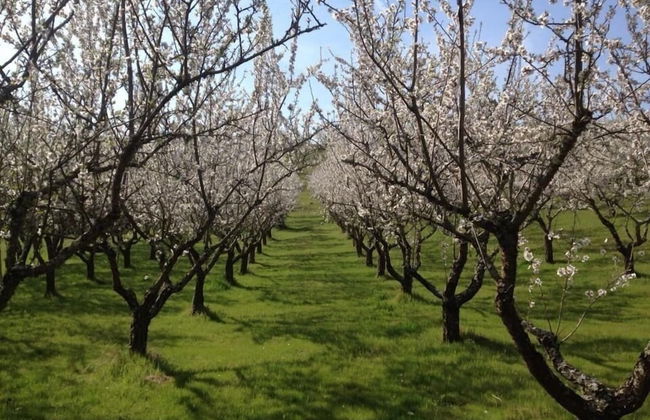 Quinta da Pereira - Foto 22