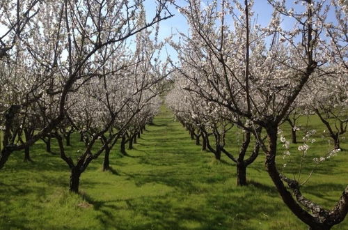 Photo 22 - Quinta da Pereira