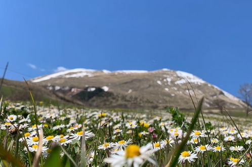 Foto 9 - La Fattoria dei Sibillini